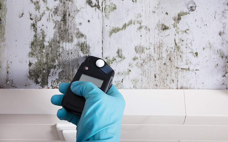 Mold Home Inspection Services
